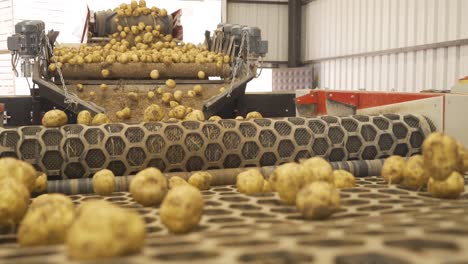 Potatoes-are-moving-and-jumping-on-the-moving-conveyor-belt.
